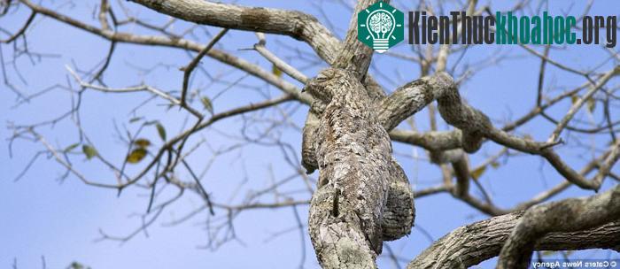Chim potoo ở Brazil cũng biết lẩn trốn khỏi kẻ thù bằng cách ngụy trang giống như những thân cây trụi lá