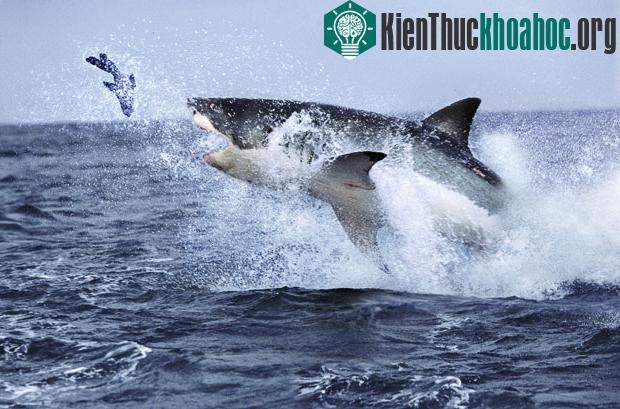 Những cuộc chiến sống còn trong tự nhiên