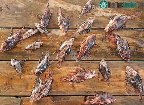 Cơ quan Hải dương và Khí quyển quốc gia Mỹ cũng phát động chiến dịch ăn cá rồng để giảm bớt số lượng của chúng trong vùng biển Caribbe. Nhưng các chuyên gia sinh thái Mỹ nhận thấy chiến dịch này có...