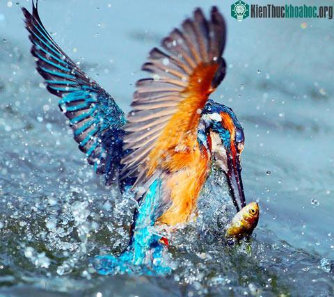 Ảnh đẹp động vật trong tuần ảnh 3