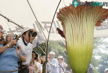 Hoa xác thối hút người xem ảnh 3