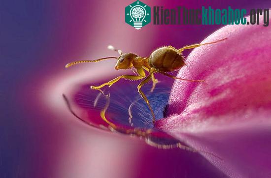 Chú kiến này đang cố gắng tự làm khô mình trong cơn mưa.