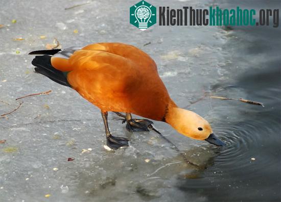 Vịt vàng (Tadorna ferruginea)