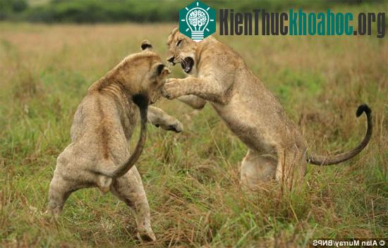 Tuy nhiên, chúng lao vào nhau giống như...