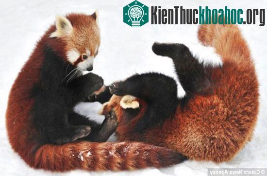2 chú gấu vật lộn một lúc rồi nghỉ để ăn vài miếng trúc.