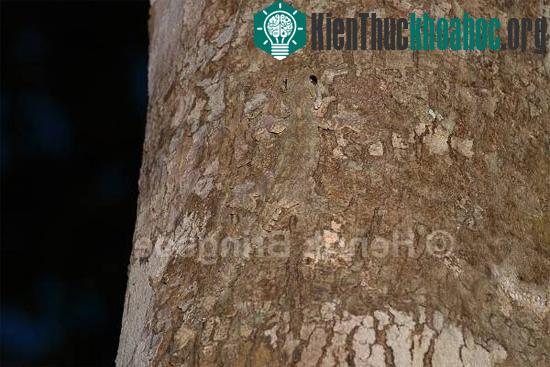 Đây là một cách thức ngụy trang rất hữu hiệu, khiến các kẻ săn mồi rất khó phát hiện.