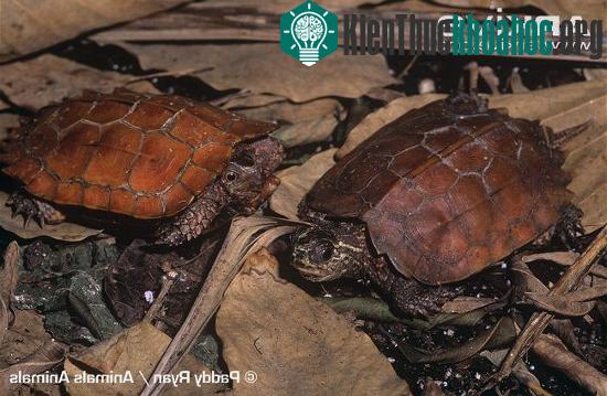 Chúng có hình dạng khá giống một chiếc lá vàng, một cách thức&nbsp;ngụy trang cho giống với môi trường sống là nền đất ẩm nhiều lá mục.
