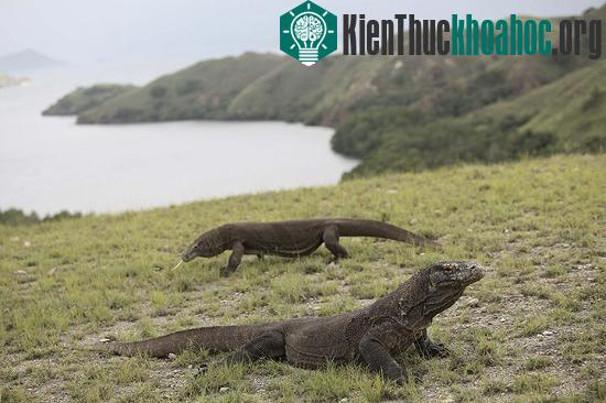 Hai con rồng Komodo (Varanus komodoensis) chơi&nbsp;trên bãi cỏ trong Vườn quốc gia Komodo, Flores, Indonesia.
