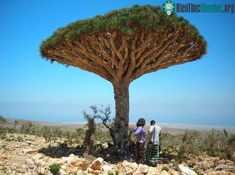 Những quả mọng xuất hiện sau khi hoa tàn.