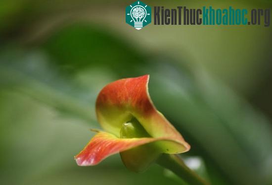 Ở tư thế này, hoa môi giống hệt một cặp môi đang hé mở.