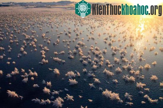Vì có sự tích tụ của muối, nên những bông hoa tuyết này thường rất mặn, mặn gấp 5 lần độ mặn của đại dương.