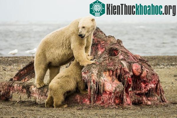 Những gì còn lại của đầu cá voi sau khi bị gần 20 chú gấu xâu xé.