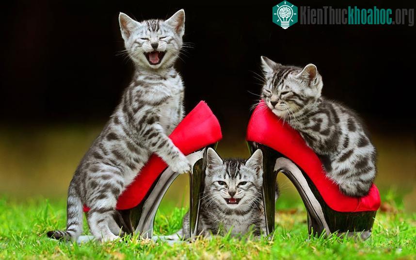 Các chú mèo con Bengal đang chuẩn bị cho buổi trình diễn của mình tại Royal Melbourne Show (Úc) 2012.