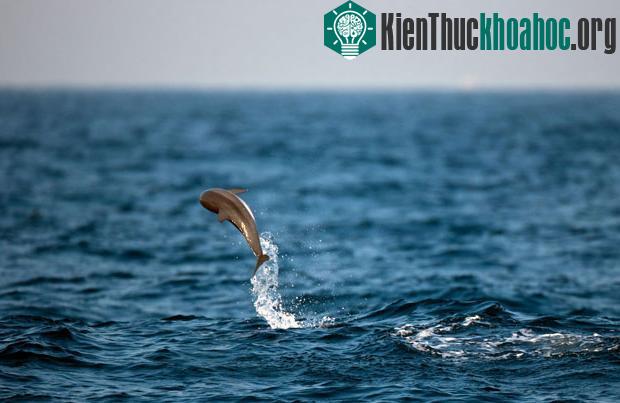 Màn nhảy vọt trên mặt nước quen thuộc của cá heo ở Sri Lanka.
