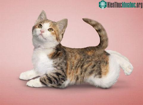 Mục đích của yoga là tăng cường khả năng kiểm soát tinh thần và thể xác.