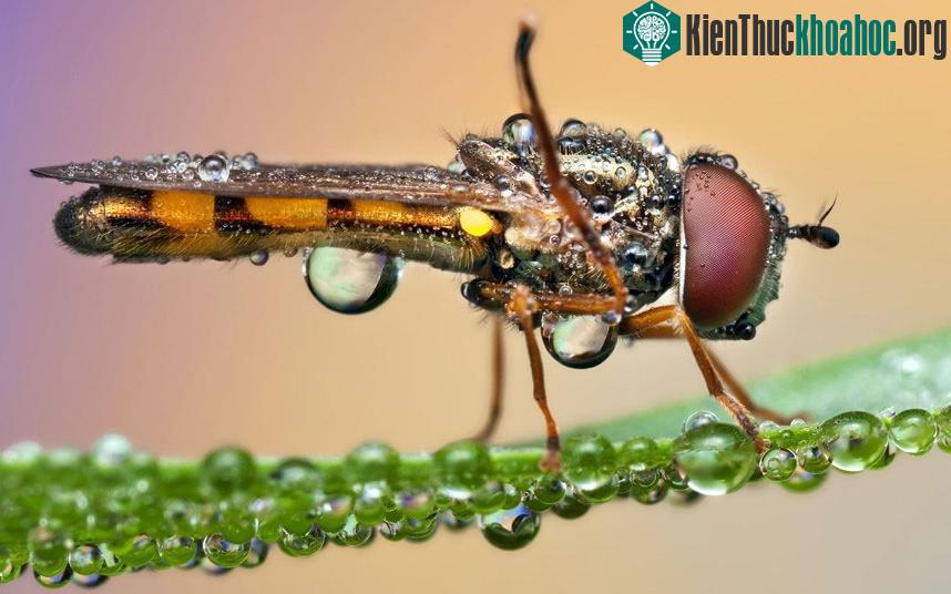 Một con ruồi thuộc họ Syrphidae, trông rất giống ong bắp cày.