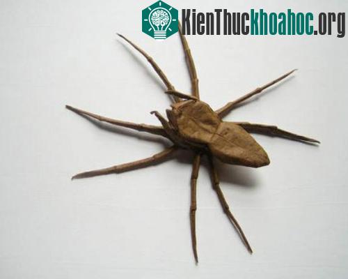 Bộ sưu tập côn trùng độc đáo bằng... giấy ảnh 3