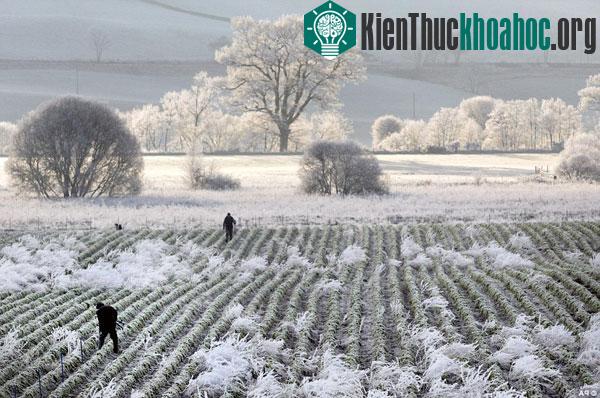 Sương giá đã biến cảnh quan ở Dunkeld, Perthshire, Scotland thành các màu trắng khác nhau