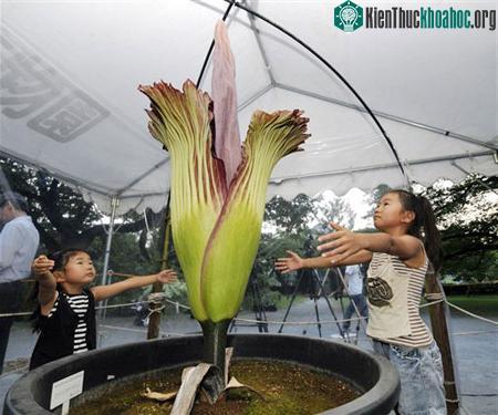 Hoa xác thối hút người xem ảnh 4