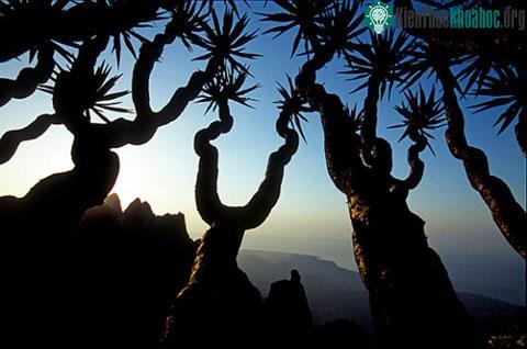 Vẻ đẹp hoang sơ của đảo Socotra ảnh 4