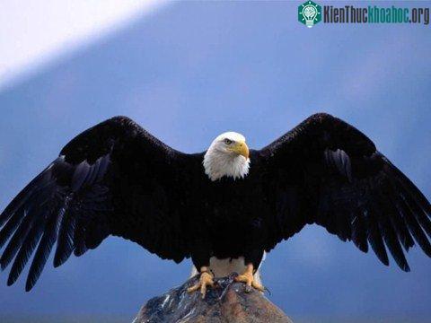 10 'lực sĩ' trong thế giới động vật ảnh 4