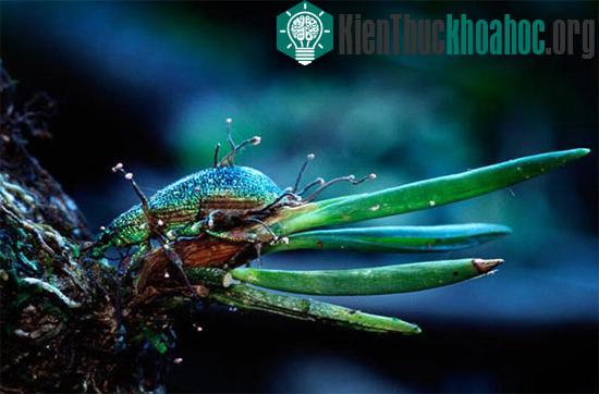 Một chú mọt bảy sắc cầu vồng.