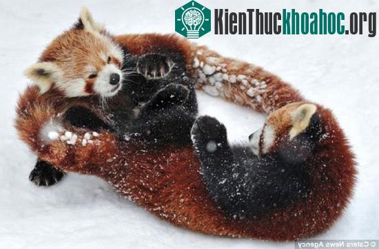 Lớp tuyết dày đã tạo ra một sân chơi cực kỳ lý thú cho 2 chú gấu.