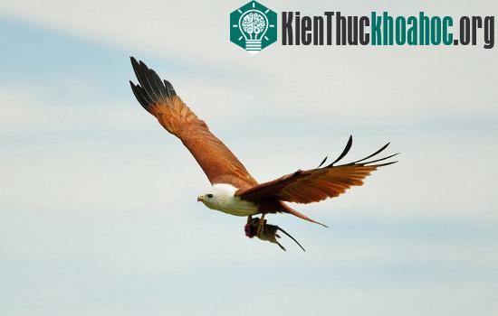 Chúng là sát thủ đích thực với đôi mắt cực tinh, móng và mỏ sắc nhọn cùng sự nhanh nhẹn.