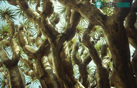 Sau đó những chồi non bật lên và cây bắt đầu phân nhánh.