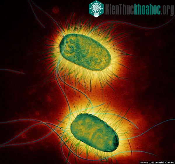Vi khuẩn Ecoli