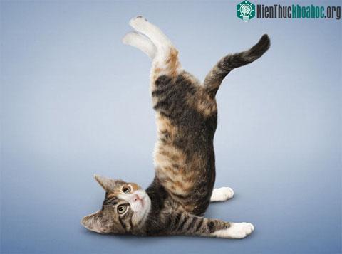 Để trở thành một bậc thầy yoga, con người phải tập luyện nhiều năm.