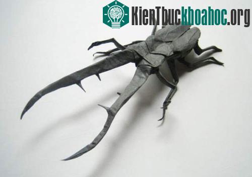 Bộ sưu tập côn trùng độc đáo bằng... giấy ảnh 4