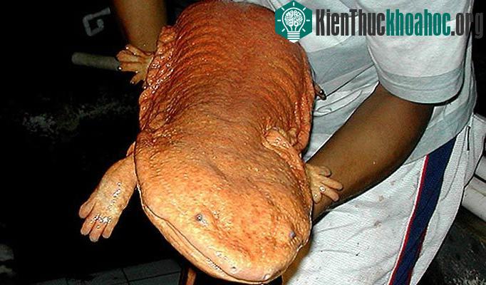 Con kỳ giông khổng lồ ở Trung Quốc.