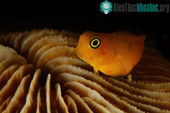 Tác phẩm đoạt giải nhất cuộc thi ảnh dưới nước Raja Ampat 2011.