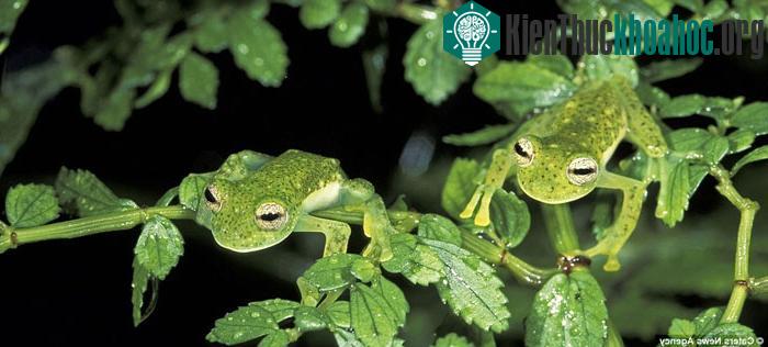 Một cặp ếch kính trú ẩn trong tán lá ở Công viên quốc gia Manu, Peru.