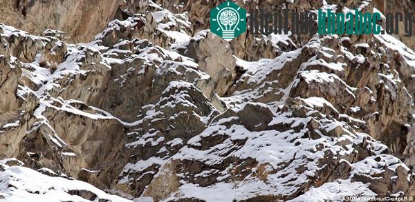 Báo tuyết cũng biết ngụy trang trên dãy Himalaya