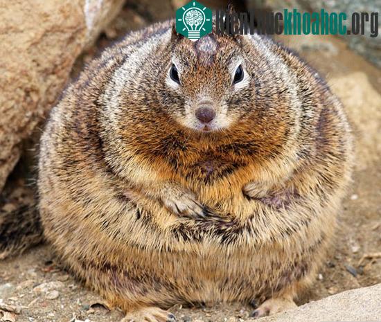 Sóc béo có cân nặng gấp đôi kể từ khi khách đến công viên cho nó ăn