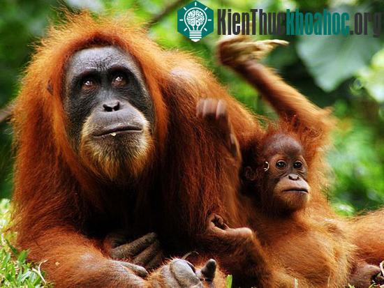 Vẻ đẹp kỳ bí của Indonesia ảnh 5