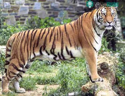 10 'lực sĩ' trong thế giới động vật ảnh 5
