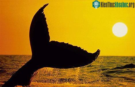 Ảnh đẹp động vật trong tuần ảnh 5