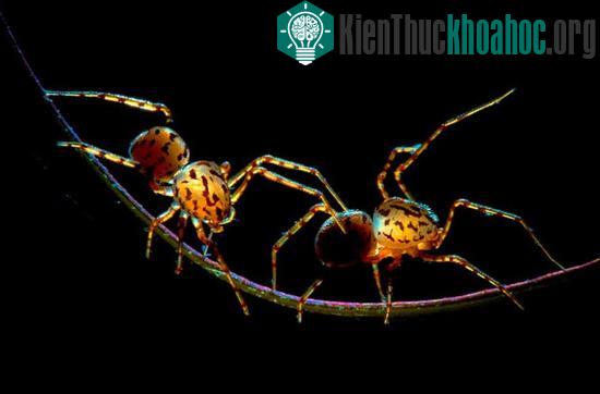2 chú nhện đang tung tăng trên một cọng cây.