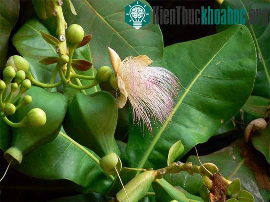 Quả bàng vuông có hình thú khá lạ, trông giống một chiếc đèn lồng có 4 cạnh vuông.