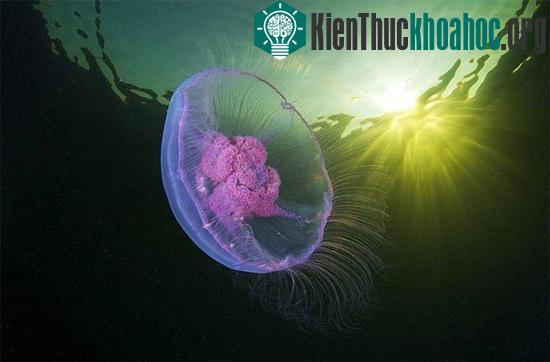 Một con sứa biển mặt trăng đang di chuyển.