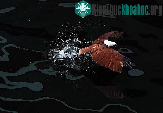Diều lửa cũng là tay săn cá cừ khôi.