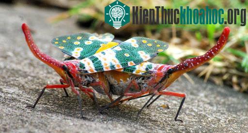 Cũng như các loài ve, ve sầu vòi voi có đời sống chủ yếu ở dưới mặt đất dưới dạng ấu trùng.