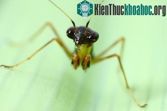 Theo giới khoa học, đây là một hình thức bắt chước hình dạng loài khác để &nbsp;tự vệ. Loài kiến vốn sống theo đàn và có bản năng bảo vệ đồng loại rất cao.&nbsp;Chú bọ ngựa giống với kiến sẽ khiến ...