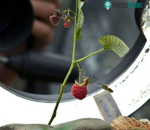 Nhiếp ảnh gia Irina Kozorog là tác giả của chùm ảnh. Đôi khi anh phải đợi nửa giờ để có được những hình ảnh hoàn hảo.