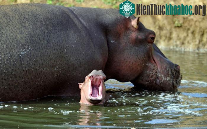 Con hà mã con 6 tuần tuổi tung tăng bơi lội bên cạnh mẹ. Mẹ của nó năm nay đã 21 tuổi.