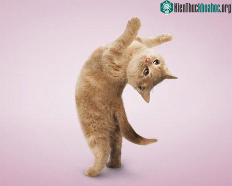 Nhưng mèo chỉ cần 16 tuần để tập thành thục mọi động tác.