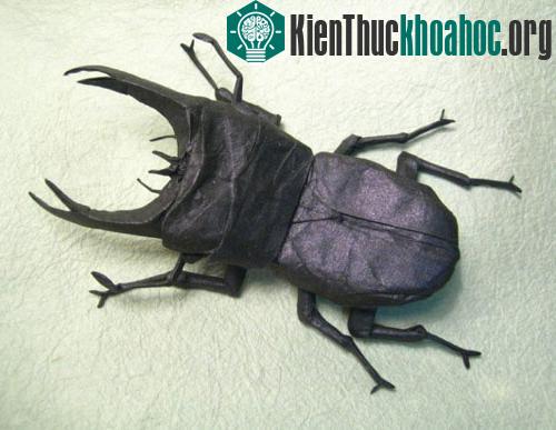 Bộ sưu tập côn trùng độc đáo bằng... giấy ảnh 5